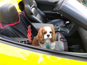 Alla kan åka Corvette!