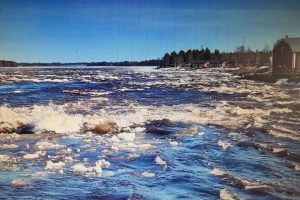 Vårmönstring norr 16 maj 2026 Kukkolaforsen